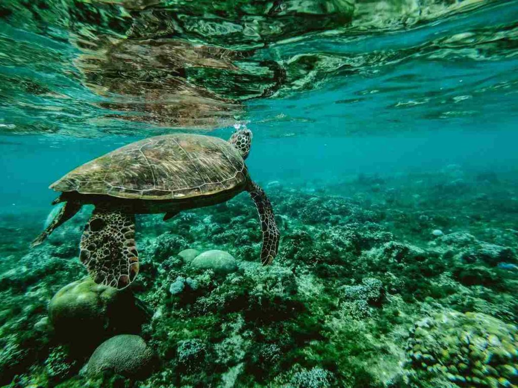 Do turtles need a heat lamp