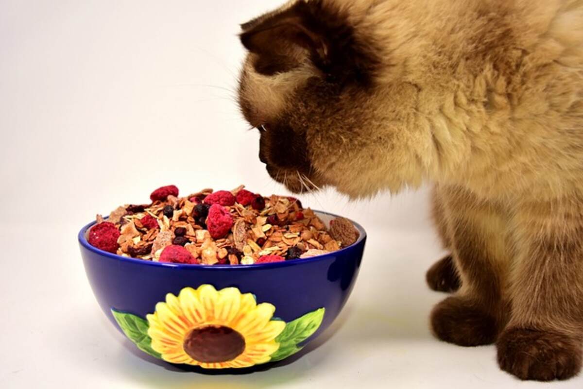 what is the best wet cat food for weight loss