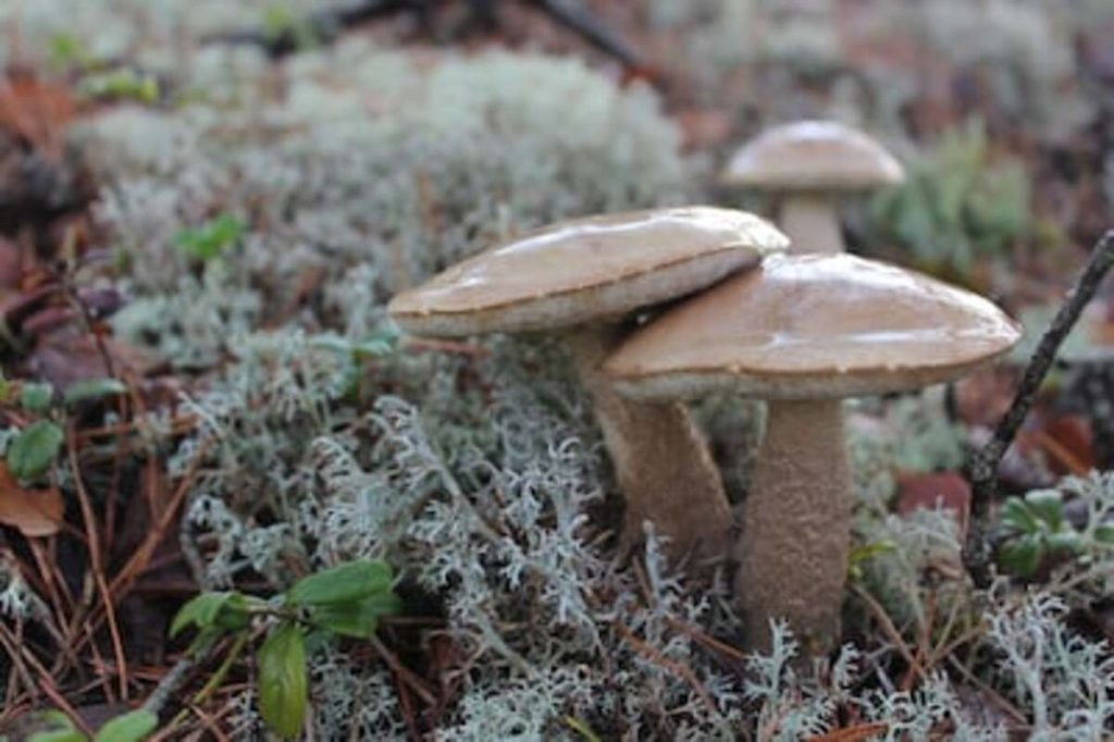 Mr Mushies