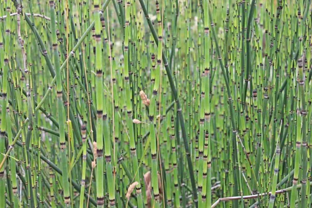 Cane Plant