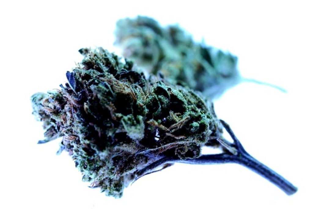 Carmen Jane Plant
