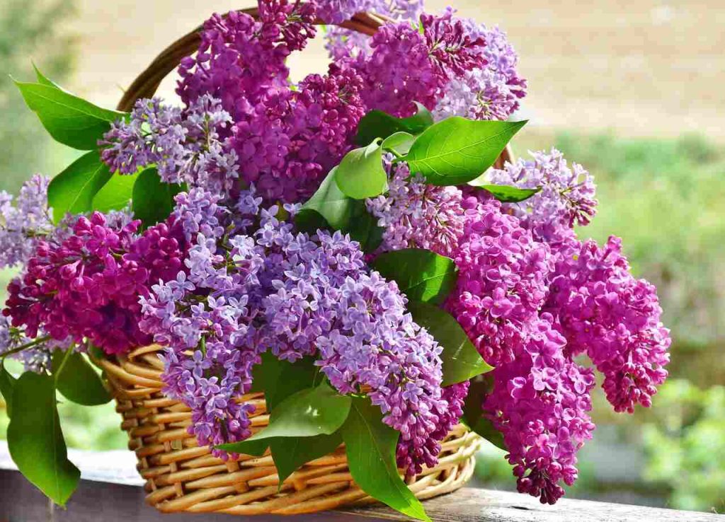 Basket Plant