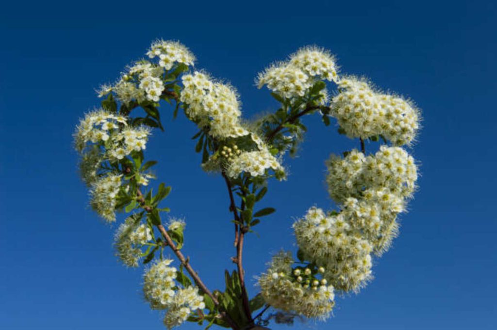 Pikake Flower - A Symbol of Love and Romance