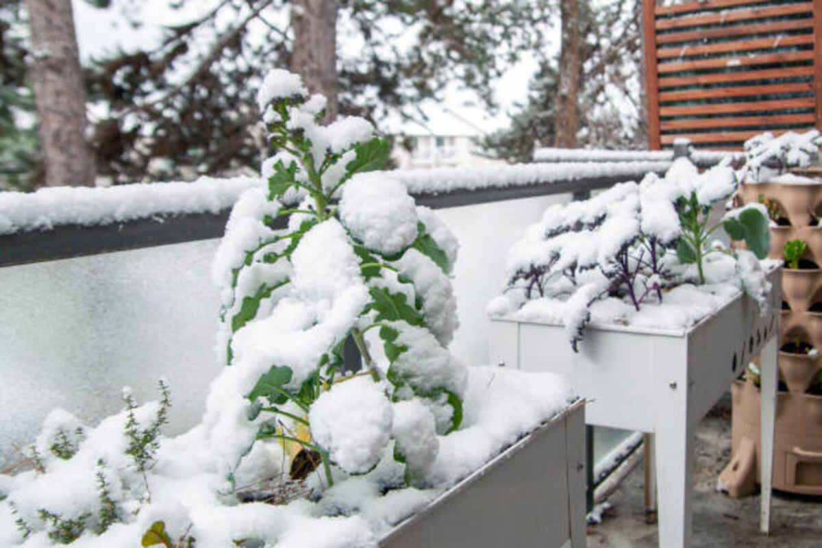 Create a Winter Garden by Hand and Stone