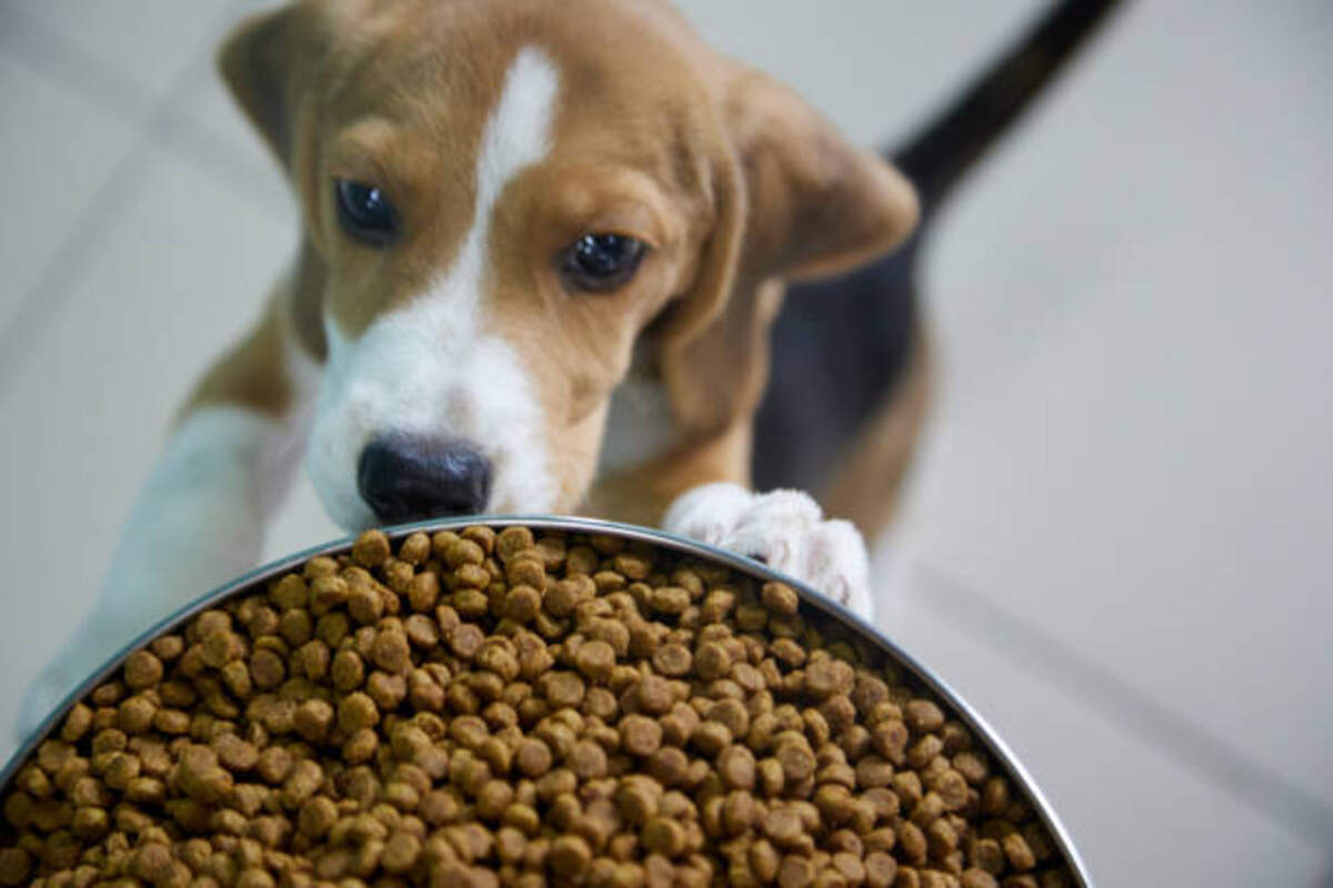 Best Dry Dog Food For Small Dogs