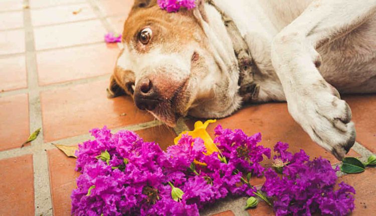 Dog Cremation Near Me in New York