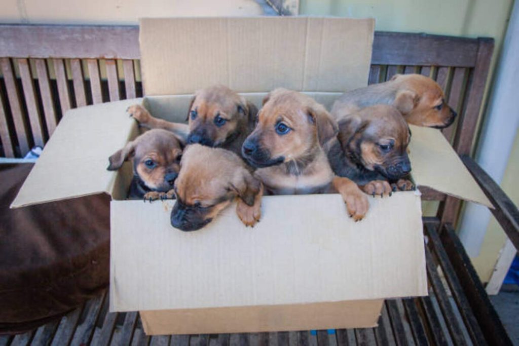 Adopting a Pet From Craigslist