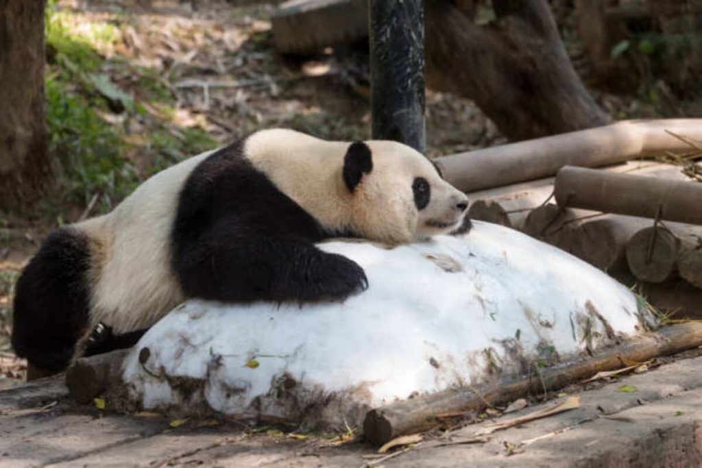 Akron Canton Pets Craigslist