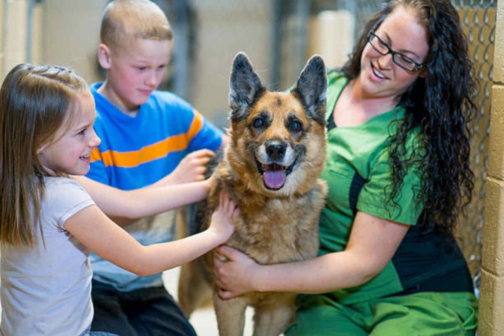 Adopt a Pet From Abenee Pets Craigslist
