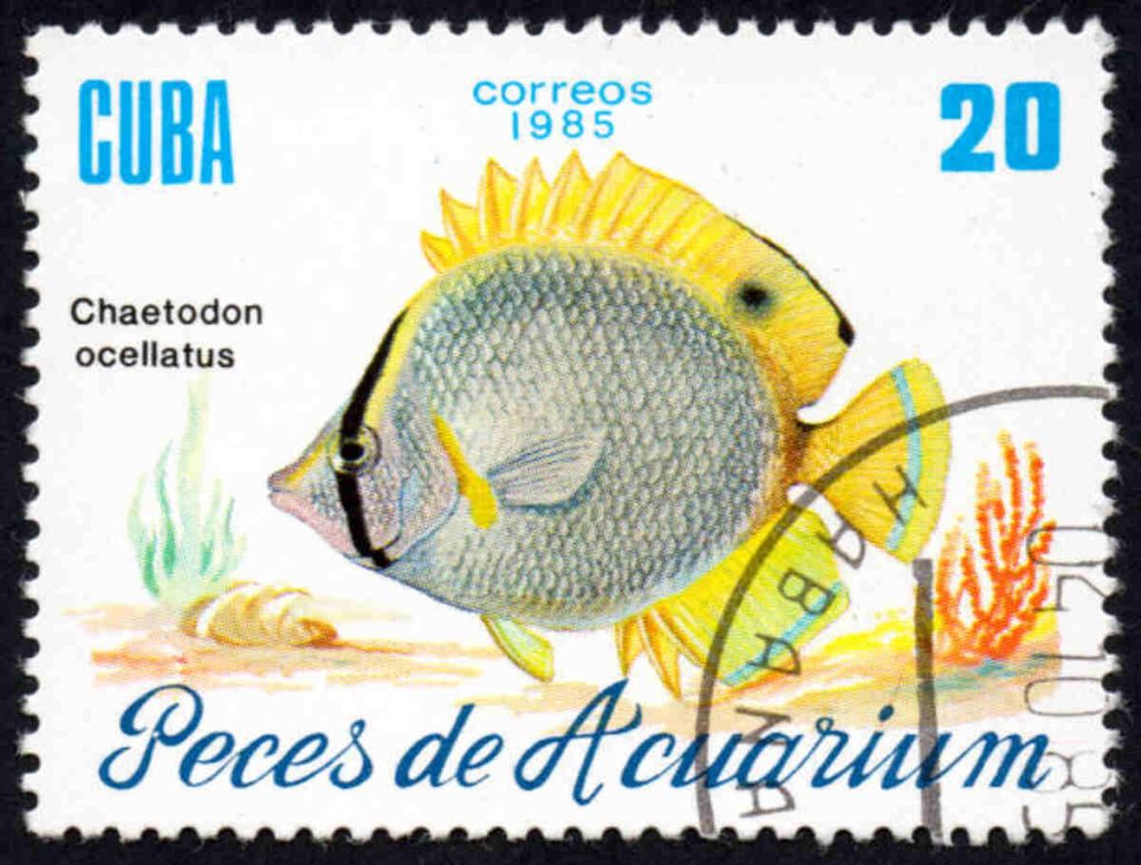 Fred Perry - A Fish Named Fred