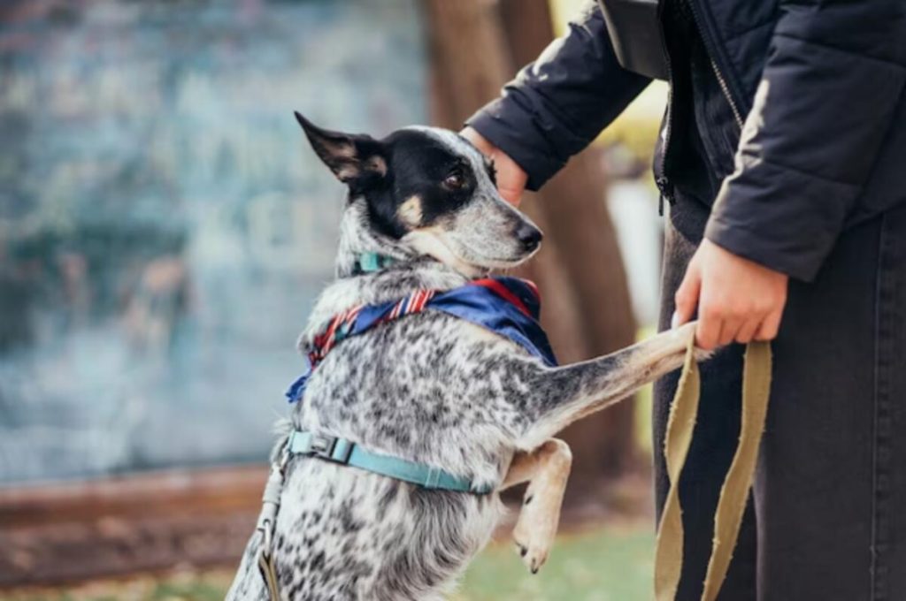 luxury dog harness for sale