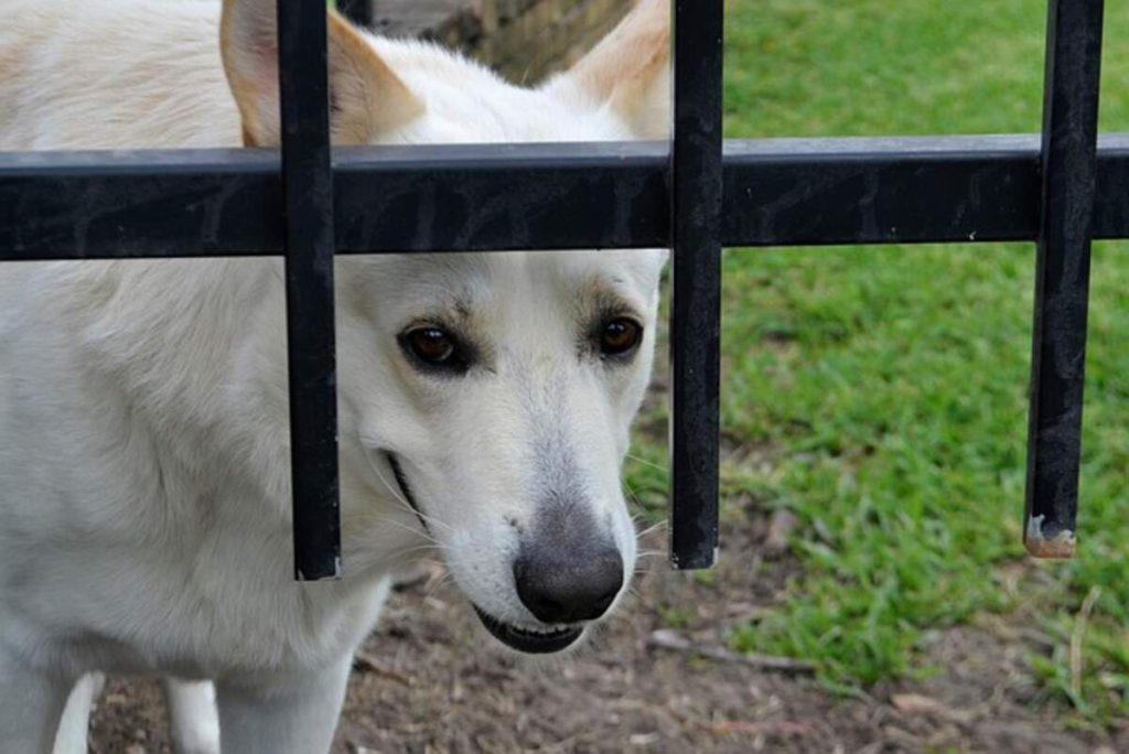 best pet insurance