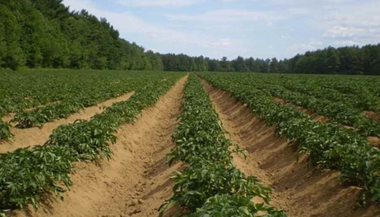 how to plant potatoes