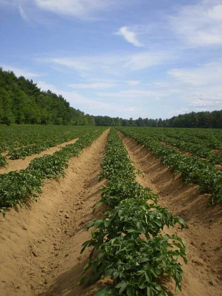 how to plant potatoes