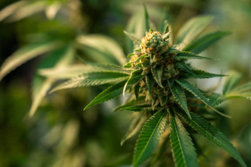 Delta 8 THC flower