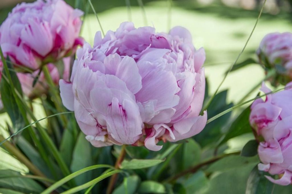 Florist Shrewsbury