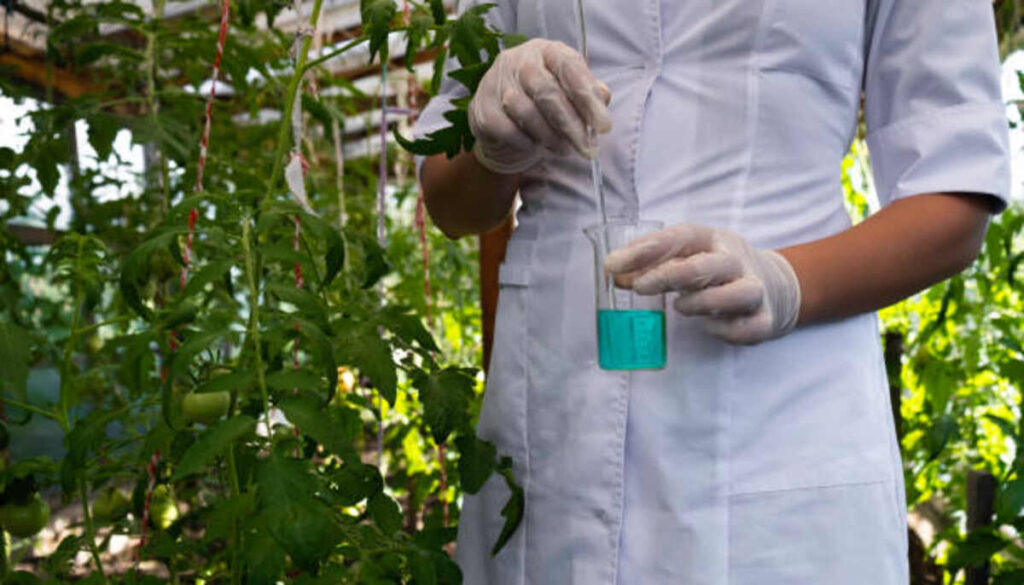 Just how Biochar Improves Soil Strengthening Fertility