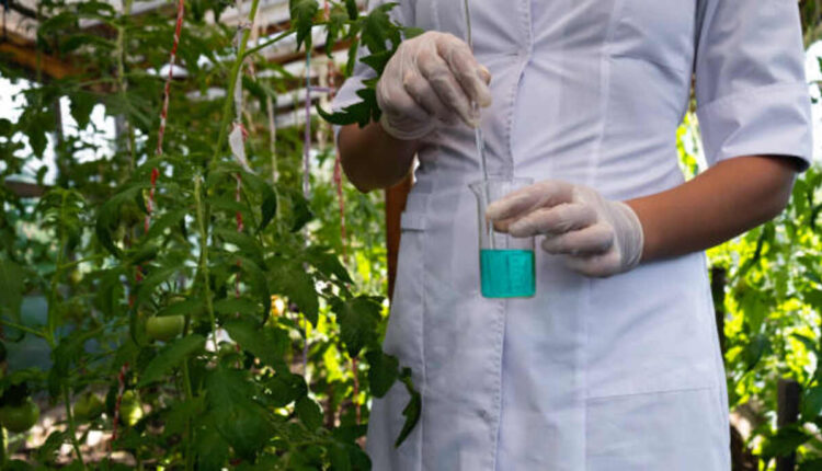 Just how Biochar Improves Soil Strengthening Fertility