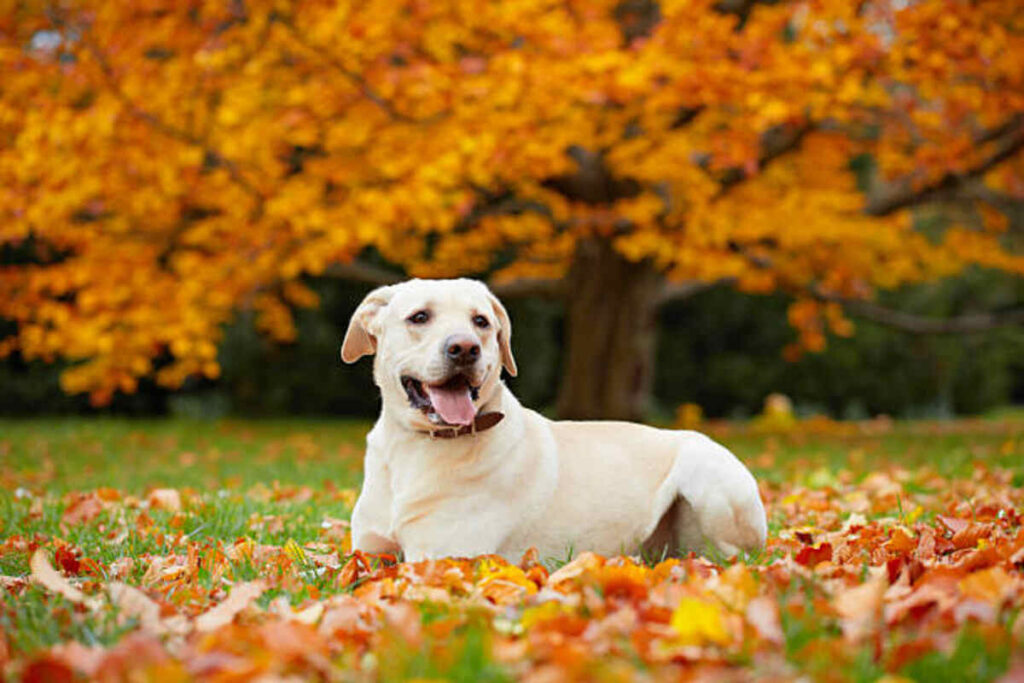 Selecting the right Slip Leash for Exercising