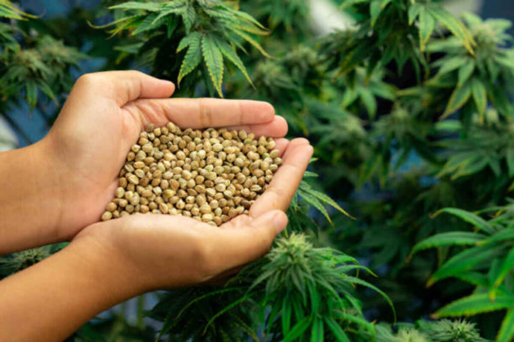 Checking the Benefits of Bliss Dispensary