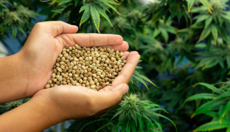 Checking the Benefits of Bliss Dispensary