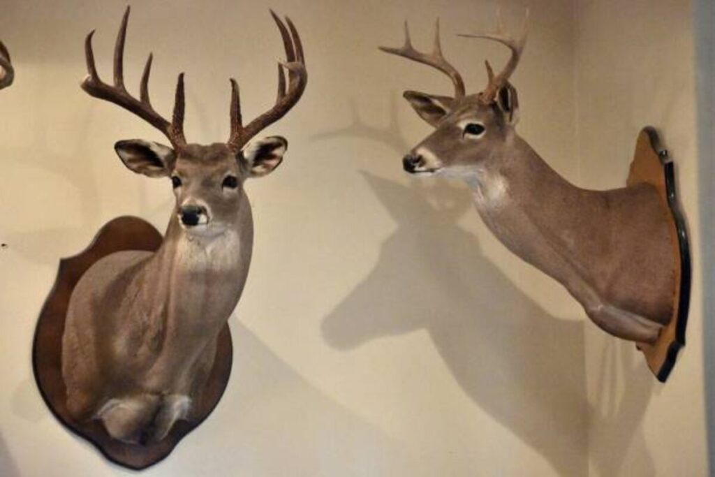 Where to Find Taxidermy for Sale